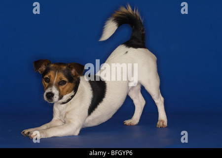 Jack Russell Terrier Banque D'Images