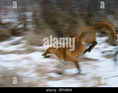 Fox s'exécutant dans les bois, le motion blur Banque D'Images