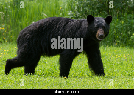 Un homme sauvage l'ours noir (Ursus americanus) de mouches bourdonnant autour de la tête dans le parc provincial Sleeping Giant, Ontario, Canada Banque D'Images