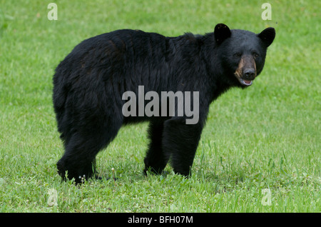 Un homme sauvage l'ours noir (Ursus americanus) de mouches bourdonnant autour de la tête dans le parc provincial Sleeping Giant, Ontario, Canada Banque D'Images