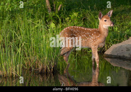 Faon Cerf de Virginie (Odocoileus virginianus) à l'étang, Grand Portage National Monument, au Minnesota Banque D'Images