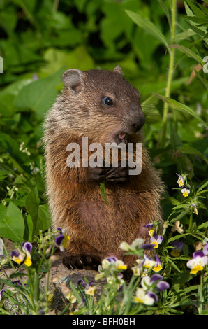 Jeune marmotte commune (Marmota monax) au printemps, manger la végétation. Banque D'Images