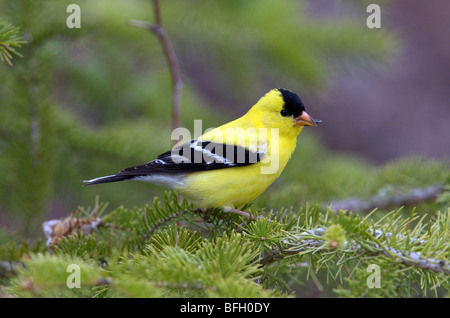 Male Chardonneret jaune (Carduelis tristis) assis sur la branche de l'arbre de l'épinette blanche. L'Ontario. Le Canada. Banque D'Images