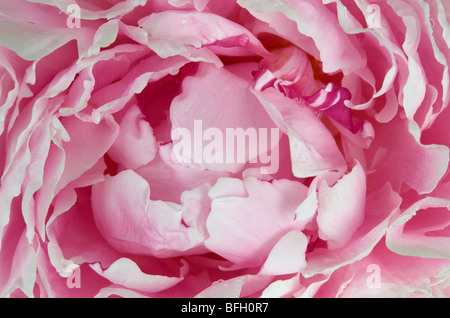 Close-up de la pivoine (Paeonia) ouverture des fleurs. L'Ontario. Le Canada. Banque D'Images