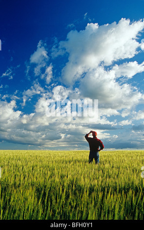 L'homme donne sur un champ d'orge et de ciel avec des nuages, Tiger Hills, au Manitoba Banque D'Images