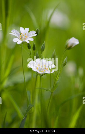 Stellaria holostea stellaire - une plus grande Banque D'Images