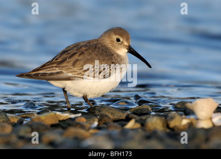 Le Bécasseau variable (Calidris alpina) en plumage d'hiver à la lagune Esquimalt, près de Victoria, Canada Banque D'Images