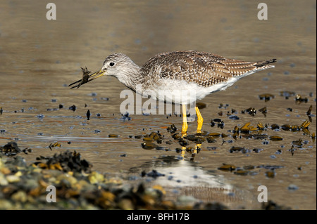 Grand Chevalier (Tringa melanoleuca) avec petit crabe, près de Victoria, Canada Banque D'Images