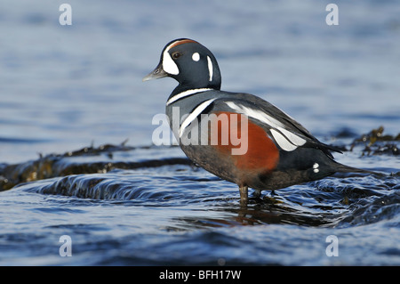 Male Arlequin plongeur (Histrionicus histrionicus) Banque D'Images