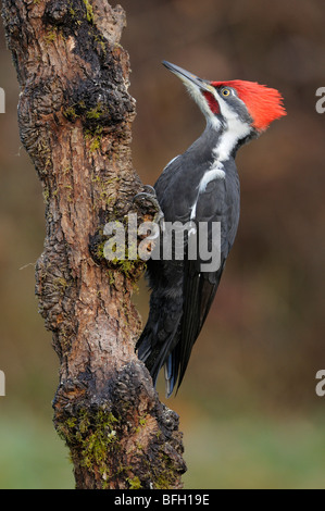 Homme Grand Pic (Dryocopus pileatus) sur une branche Banque D'Images