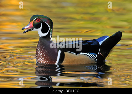 Canard branchu mâle appelant à l'étang mystique Banque D'Images