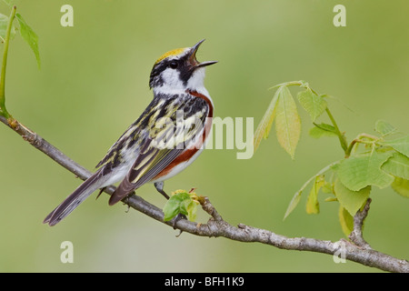 Une Paruline à flancs marron Dendroica pensylvanica) perché sur une branche à l'Alvar Carden en Ontario, Canada. Banque D'Images