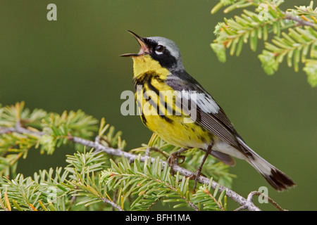 Magnolia Warbler (Dendroica magnolia) perché sur une branche d'épinette près de Huntsville, Ontario Canada. Banque D'Images