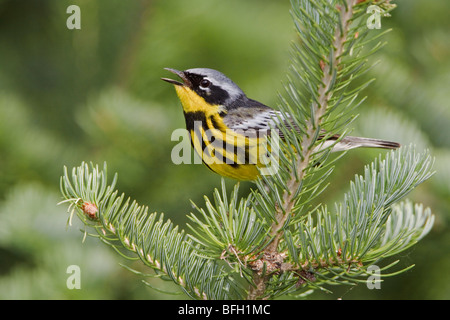 Magnolia Warbler (Dendroica magnolia) perché sur une branche d'épinette près de Huntsville, Ontario Canada. Banque D'Images