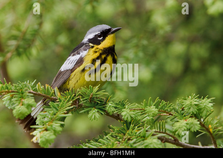 Magnolia Warbler (Dendroica magnolia) perché sur une branche d'épinette près de Huntsville, Ontario Canada. Banque D'Images