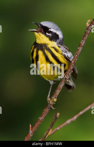 Magnolia Warbler (Dendroica magnolia) perché sur une branche d'épinette près de Huntsville, Ontario Canada. Banque D'Images