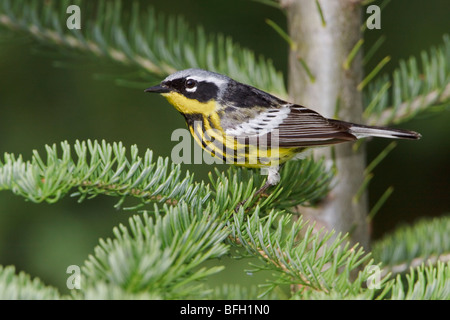 Magnolia Warbler (Dendroica magnolia) perché sur une branche d'épinette près de Huntsville, Ontario Canada. Banque D'Images