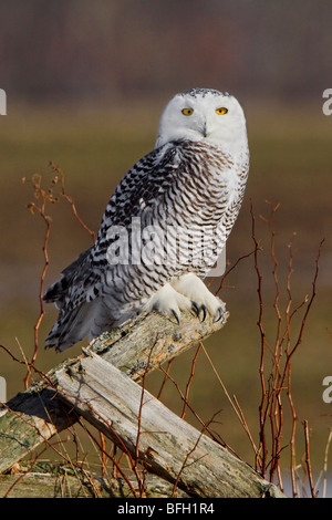 Le harfang des neiges (Bubo scandiacus) à Arthur, en Ontario au Canada. Banque D'Images