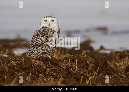 Le harfang des neiges (Bubo scandiacus) à Arthur, en Ontario au Canada. Banque D'Images