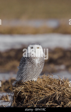 Le harfang des neiges (Bubo scandiacus) à Arthur, en Ontario au Canada. Banque D'Images