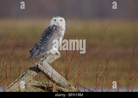 Le harfang des neiges (Bubo scandiacus) à Arthur, en Ontario au Canada. Banque D'Images