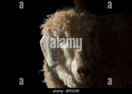 Portrait de chèvre angora dans l'ouest de la Caroline du Nord, USA Banque D'Images