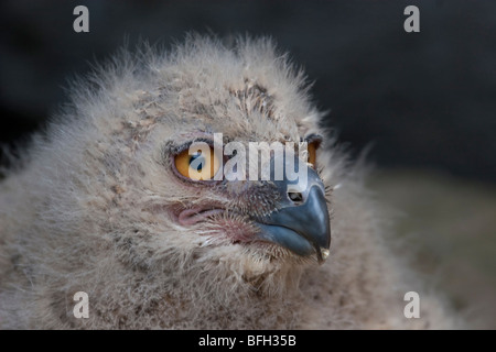 Bebe Hibou Grand Duc Photo Stock Alamy