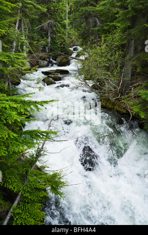 Ruisseau de l'alpiniste dans les Cascades de Washington, USA. Banque D'Images