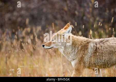 Un coyote suit une famille de wapitis dans la région de Kananaskis, Alberta, Canada Banque D'Images