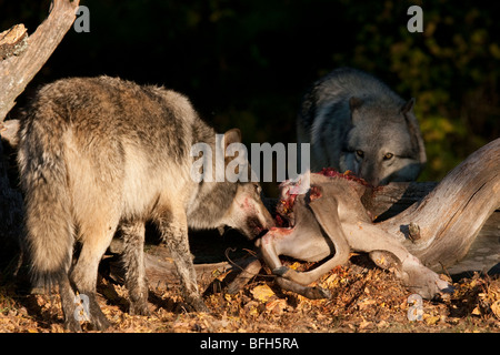 Les loups de consommer les restes d'un chevreuil carcas. Banque D'Images