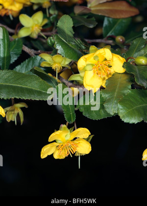 Carnival Bush/avion à petites feuilles/ grande fleur- Ochna Ochna purpurea- Famille Ochnacées Banque D'Images