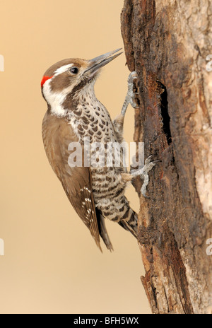 Arizona mâle Pic chevelu (Picoides arizonae) à Madera Canyon Arizona Banque D'Images