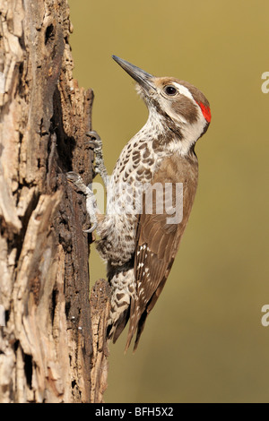 Arizona mâle Pic chevelu (Picoides arizonae) à Madera Canyon Arizona Banque D'Images