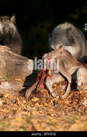 Pack de bois, ou des loups gris, avec un cerf mort. Banque D'Images