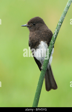 Phoebe Sayornis nigricans (noir) à Malibu Lagoon, California, USA Banque D'Images