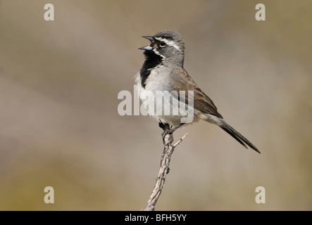 Bruant à gorge noire mâle (amphispiza bilineata) chant sur la perche à Anza-Borrego Park, California, USA Banque D'Images