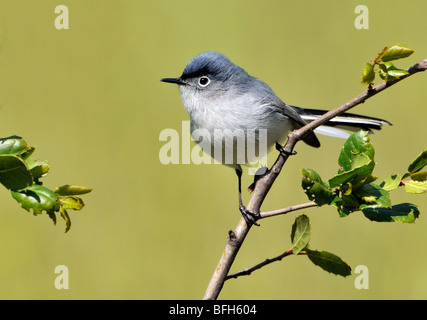 Gobemoucheron gris-bleu (Polioptila caerulea) sur la perche en zone de hotspots côte de Californie, USA Banque D'Images