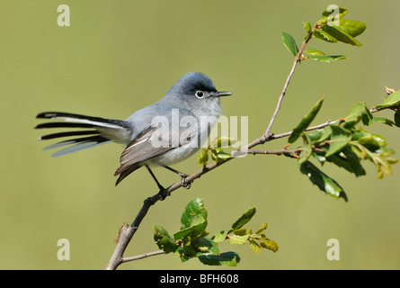 Gobemoucheron gris-bleu (Polioptila caerulea) sur la perche en zone de hotspots côte de Californie, USA Banque D'Images