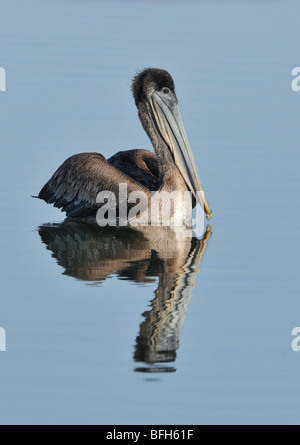 Pélican brun (Pelecanus occidentalis) à Bolsa Chica, California, USA Banque D'Images