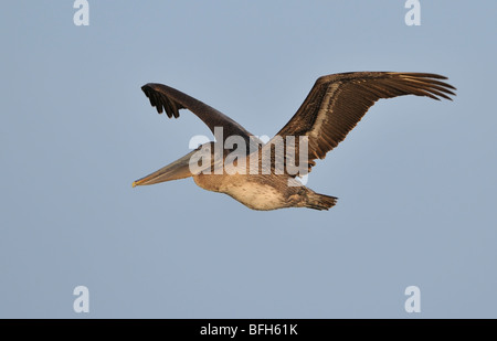 Pélican brun (Pelecanus occidentalis) à Bolsa Chica, California, USA Banque D'Images