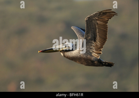 Pélican brun (Pelecanus occidentalis) à Bolsa Chica, California, USA Banque D'Images