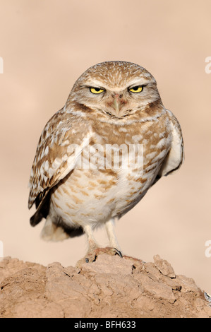 Chevêche des terriers (Athene cunicularia) par nid à Salton Sea, California, USA Banque D'Images
