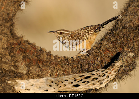 (Campylorhynchus brunneicapillus Cactus Wren) sur la figue à Madera Canyon, Arizona, USA Banque D'Images
