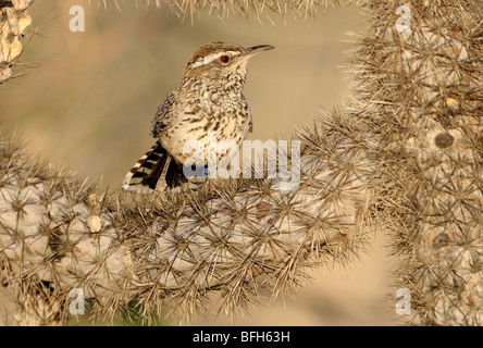 (Campylorhynchus brunneicapillus Cactus Wren) sur la figue à Madera Canyon, Arizona, USA Banque D'Images