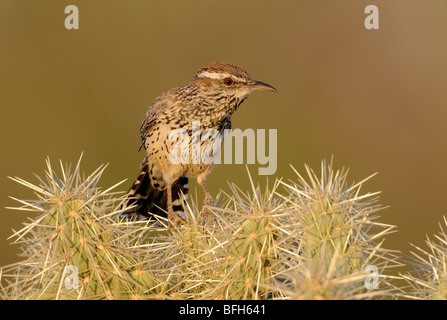(Campylorhynchus brunneicapillus Cactus Wren) sur la figue à Madera Canyon, Arizona, USA Banque D'Images