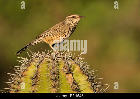 (Campylorhynchus brunneicapillus Cactus Wren) sur la figue à Madera Canyon, Arizona, USA Banque D'Images
