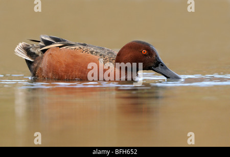 Sarcelle cannelle mâle (Anas cyanoptera) à San Joaquin Marsh, Orange County, Californie, USA Banque D'Images