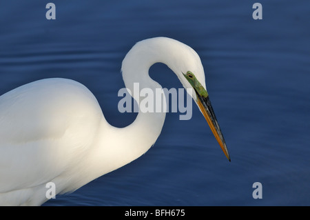 Grande Aigrette (Ardea alba) la pêche en Bolsa Chica Refuge en Californie Banque D'Images