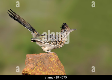 Grand (Geococcyx californianus) Roadrunner perché sur rock en désert de l'Arizona, USA Banque D'Images