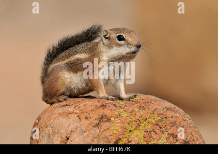 Antilope-Harris (Ammospermophilus) perché sur rock en désert de l'Arizona, USA Banque D'Images